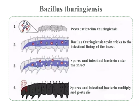 Bacillus Thuringiensis-Lyphar Biotech Co., Ltd