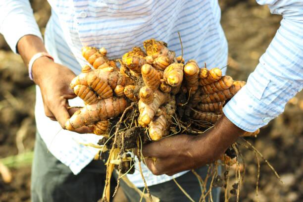 lyphar curcumin