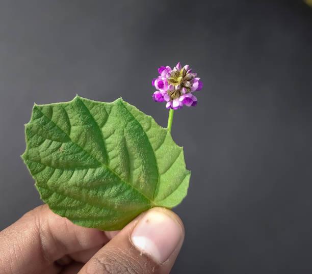 bakuchiol plant