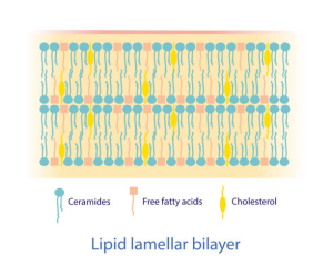 lyphar Provides ceramide powder