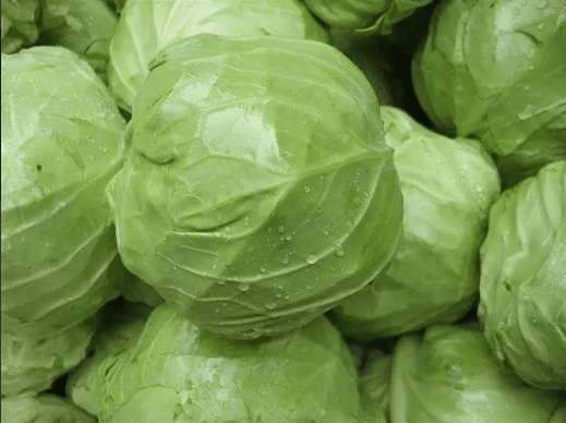 Cabbage