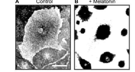 Frogs and other amphibians have melanin evenly distributed inside pigment cells (Figure A). When stimulated by melatonin, melanin will rapidly move and aggregate, resulting in a "fading" effect (Figure B) | Source: Sugden D, et al. 2004.