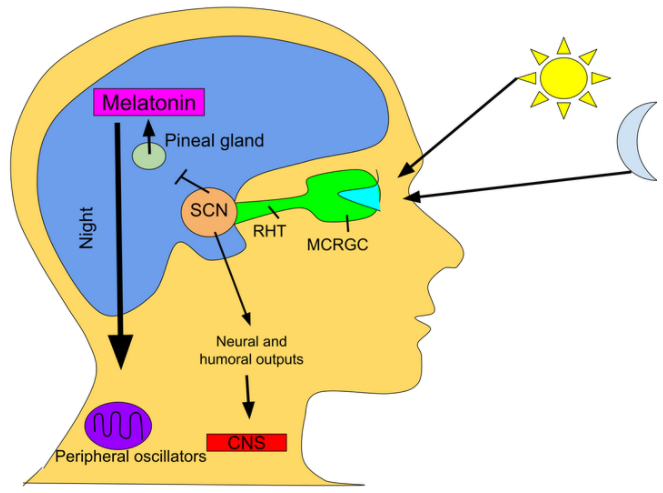 What ingredients in melatonin contribute to its sleep-promoting effects? Where can it be purchased?-Xi'an Lyphar Biotech Co., Ltd
