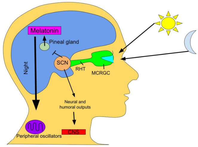 Melatonin