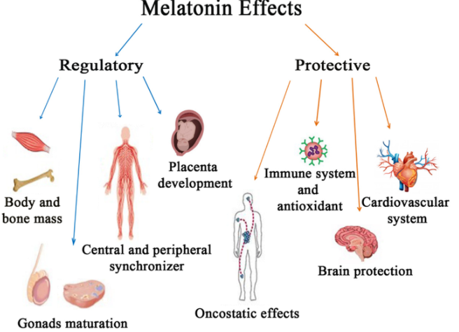 What ingredients in melatonin contribute to its sleep-promoting effects? Where can it be purchased?-Xi'an Lyphar Biotech Co., Ltd
