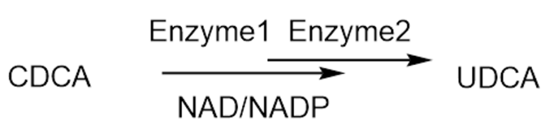 Biocatalytic Synthesis of UDCA
