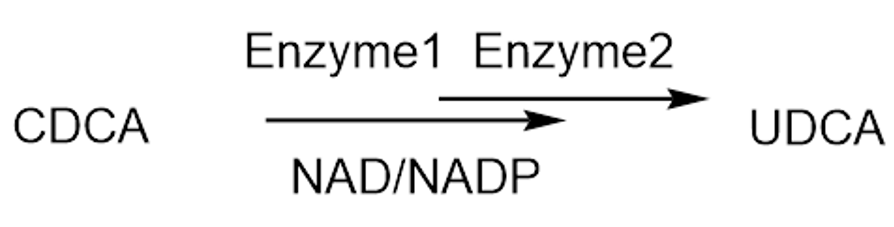 Biocatalytic Synthesis of UDCA