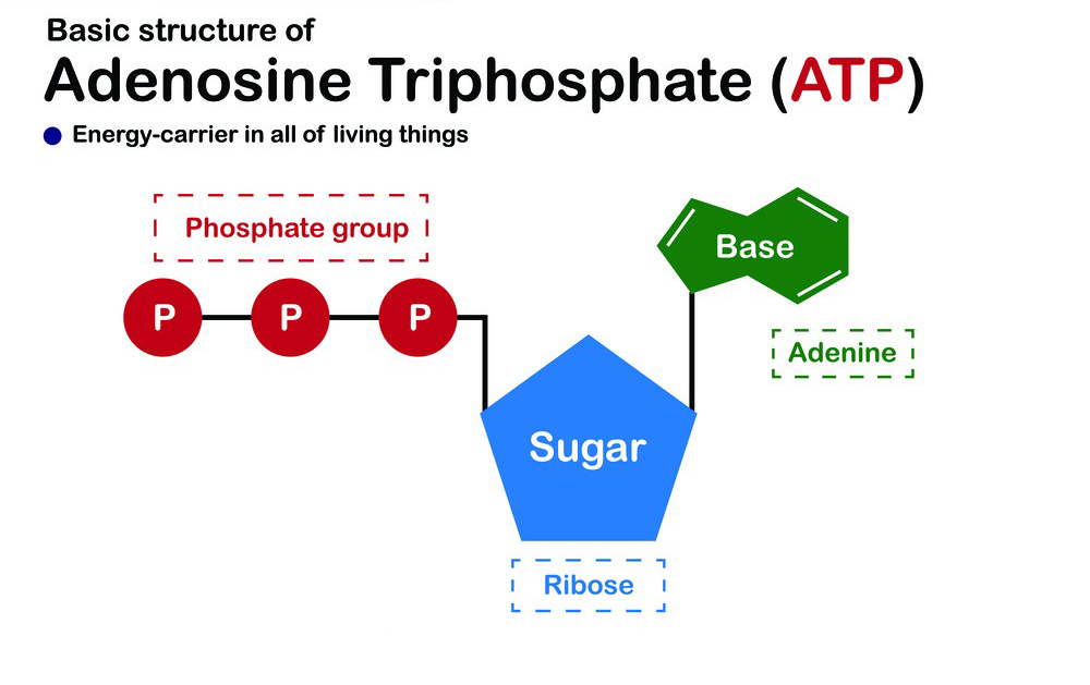 Adenosine Triphosphate