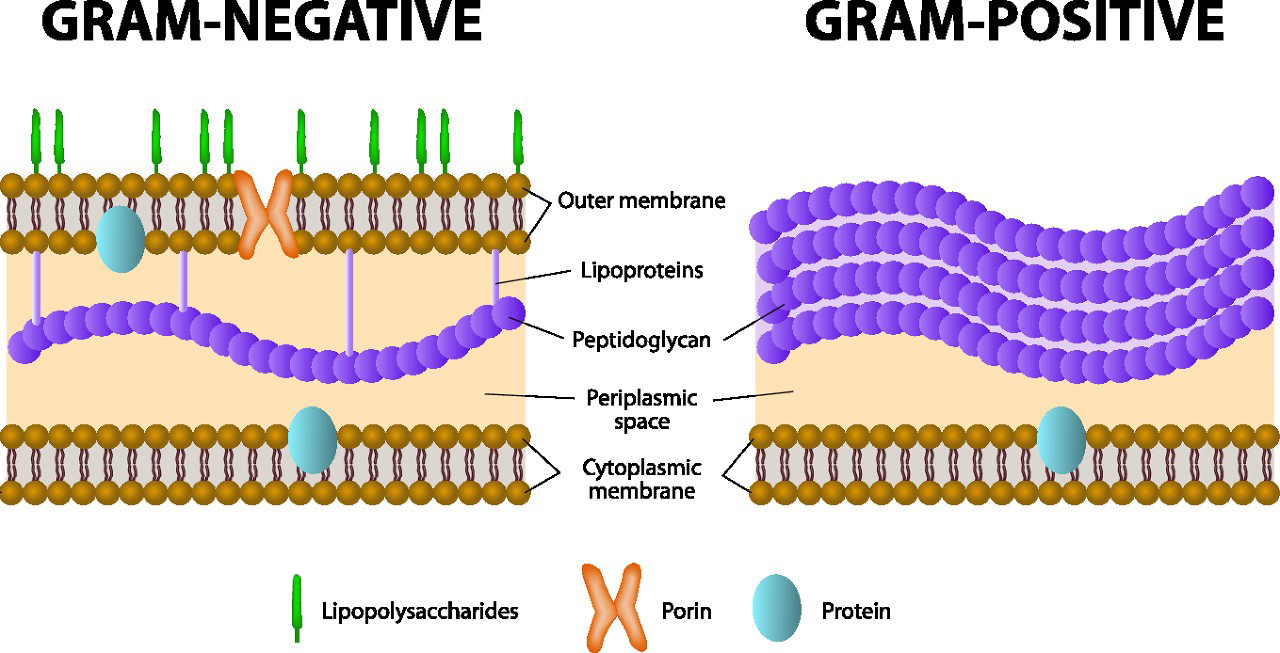 Bacillus Megaterium