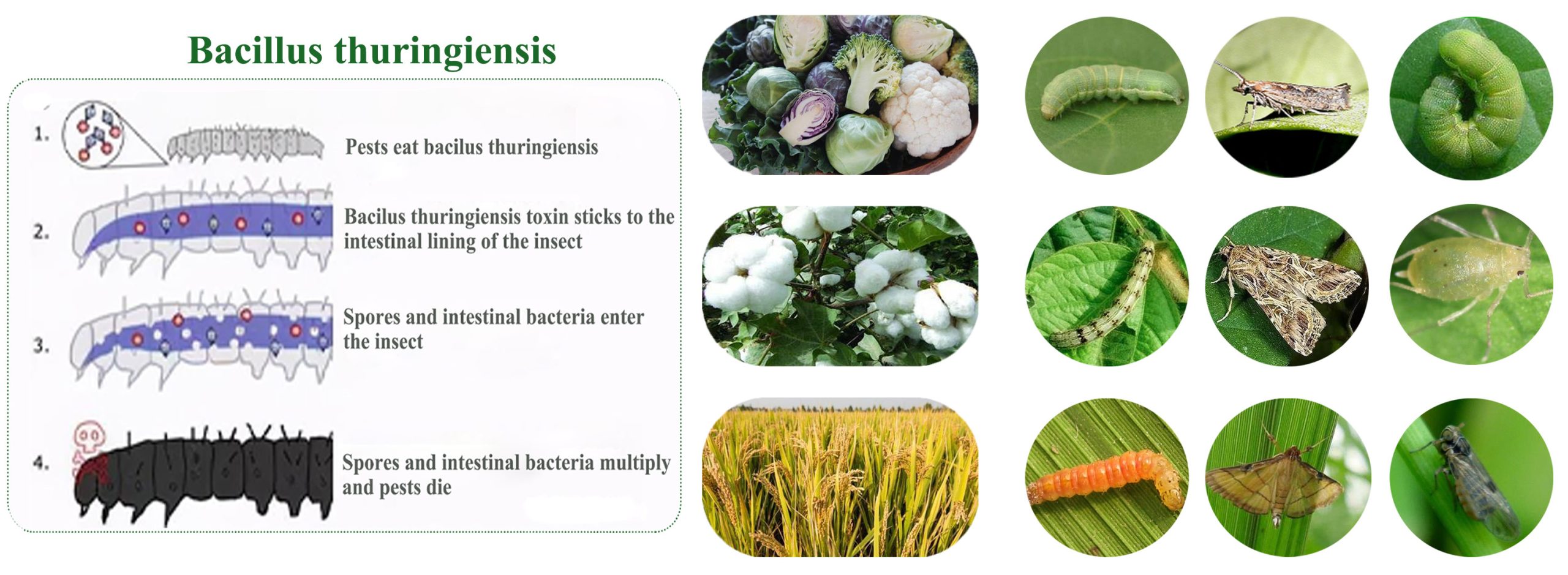 Bacillus Thuringiensis