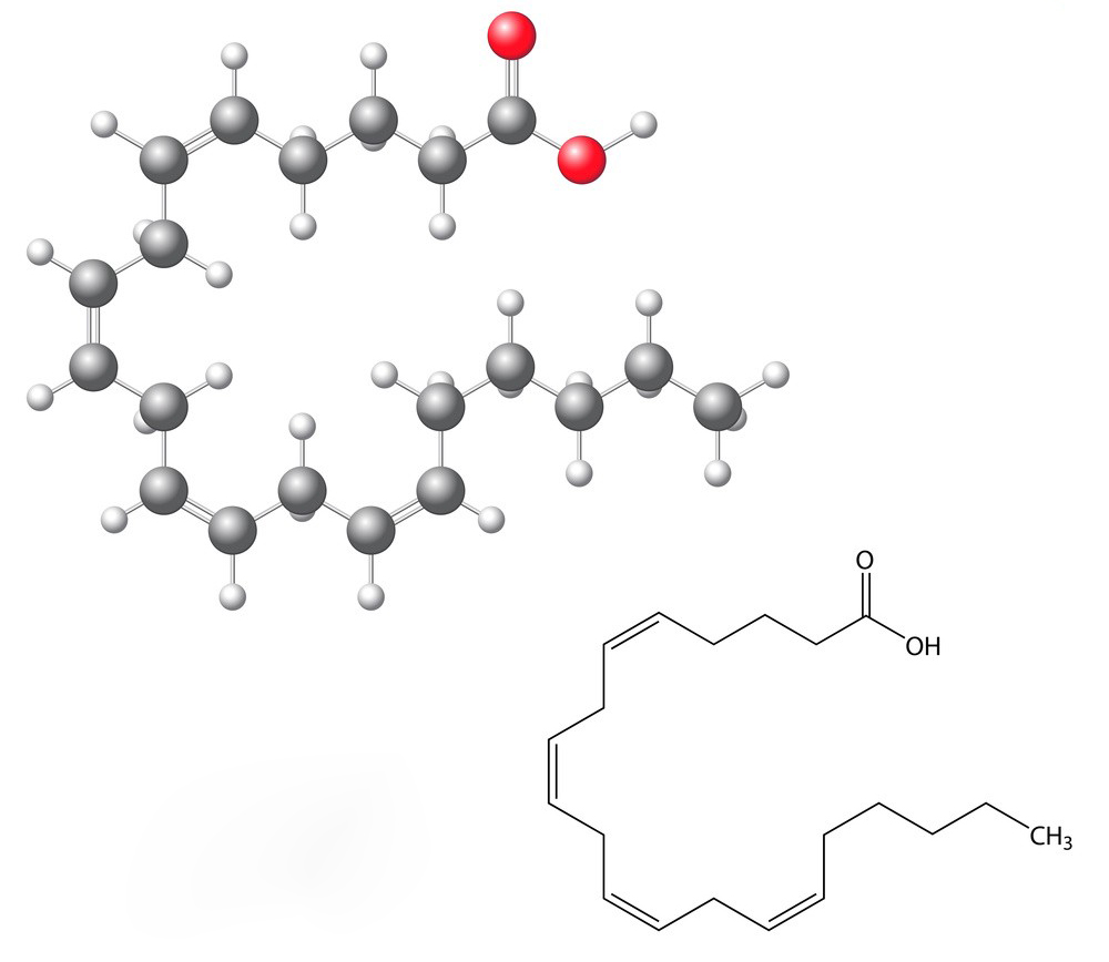 Arachidonic Acid