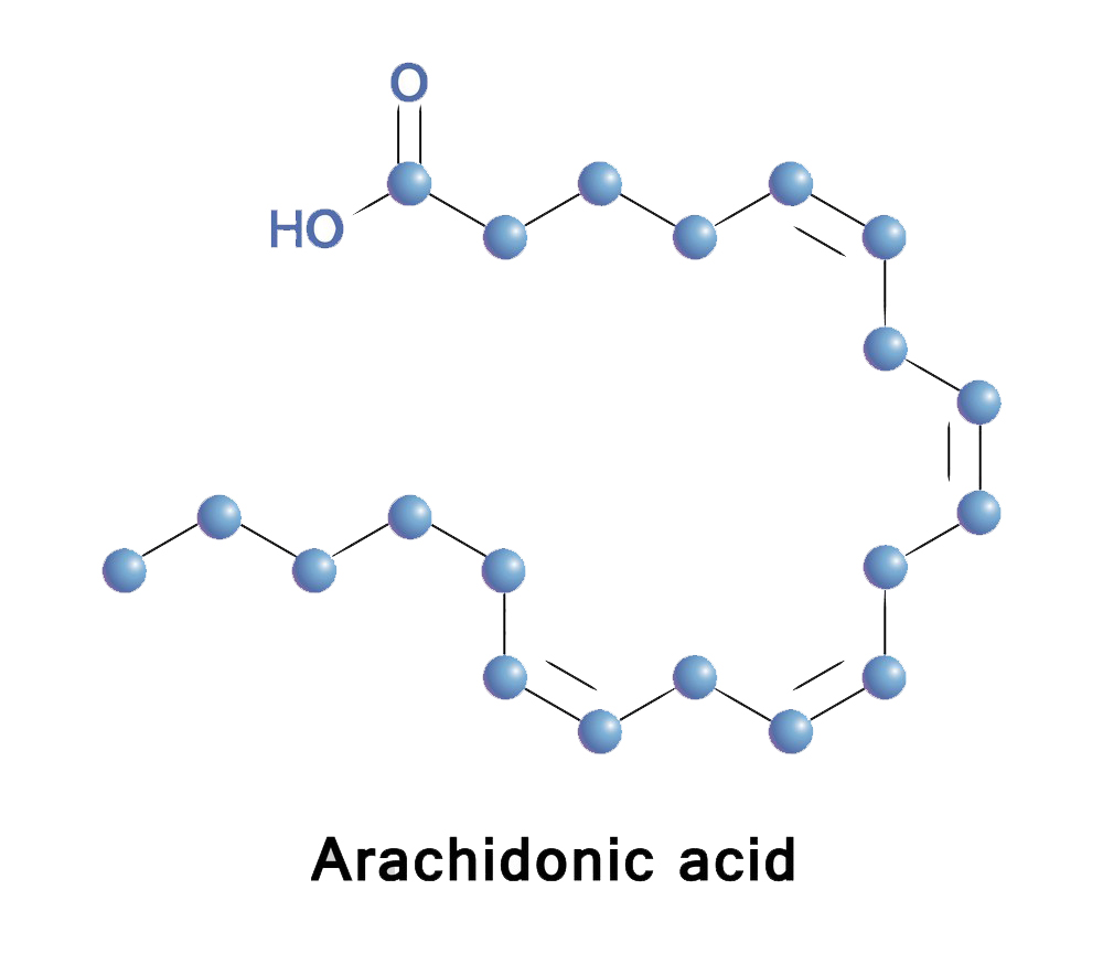 Functions and benefits of Arachidonic Acid-Xi'an Lyphar Biotech Co., Ltd