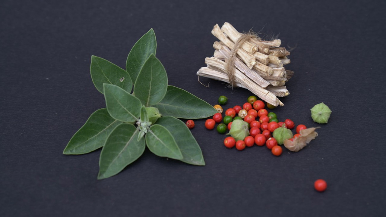 Ashwagandha Extract