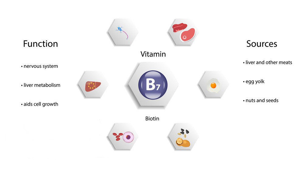 Functions and benefits of Biotin-Xi'an Lyphar Biotech Co., Ltd