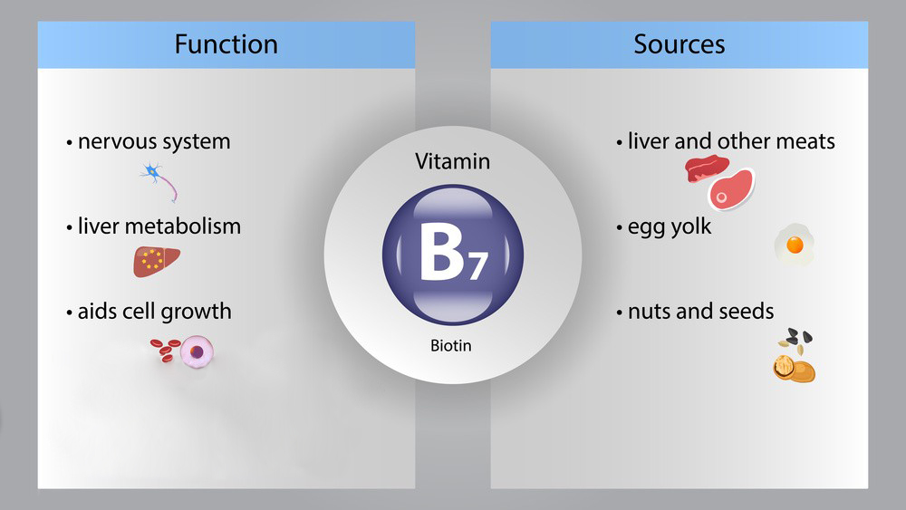 What is Biotin?-Xi'an Lyphar Biotech Co., Ltd