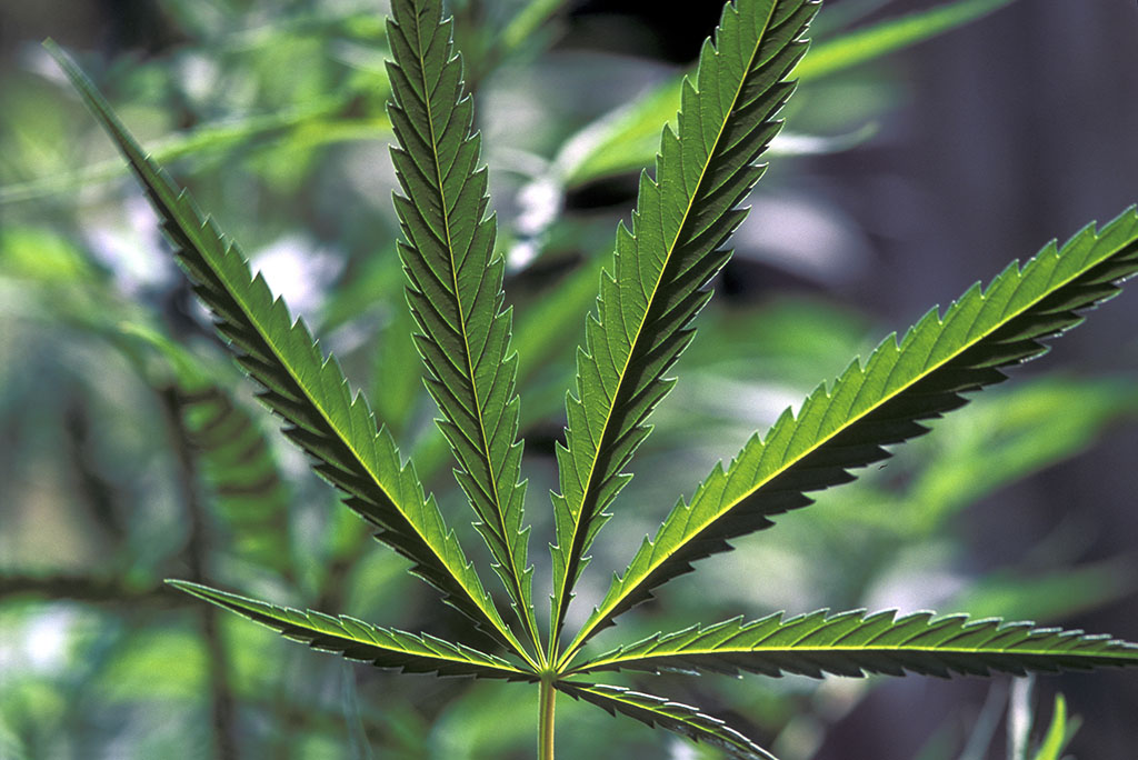 The clinical application of CBD-Xi'an Lyphar Biotech Co., Ltd The clinical application of CBD-Xi'an Lyphar Biotech Co., Ltd