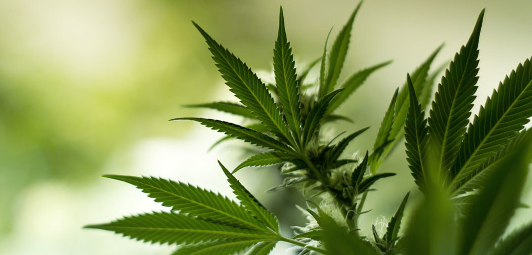 The pros and cons of CBD-Xi'an Lyphar Biotech Co., Ltd The pros and cons of CBD-Xi'an Lyphar Biotech Co., Ltd