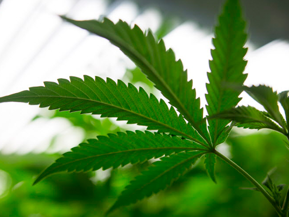 What does CBD come from?-Xi'an Lyphar Biotech Co., Ltd What does CBD come from?-Xi'an Lyphar Biotech Co., Ltd