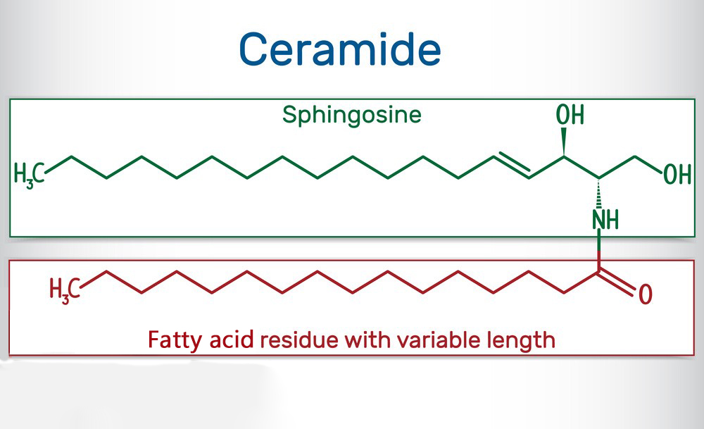 What is the effect and effect of Ceramide on the skin?-Xi'an Lyphar Biotech Co., Ltd
