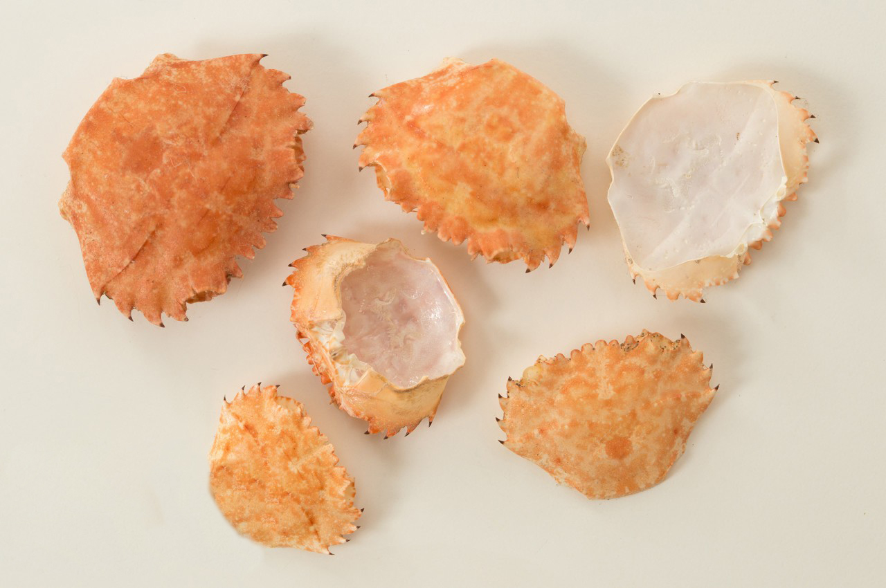 The comprehensive research of Chitosan-Xi'an Lyphar Biotech Co., Ltd The comprehensive research of Chitosan-Xi'an Lyphar Biotech Co., Ltd