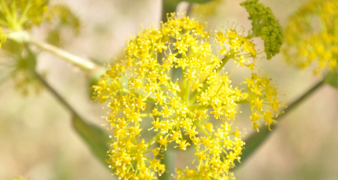 The effect of Ferulic Acid and function-Xi'an Lyphar Biotech Co., Ltd The effect of Ferulic Acid and function-Xi'an Lyphar Biotech Co., Ltd