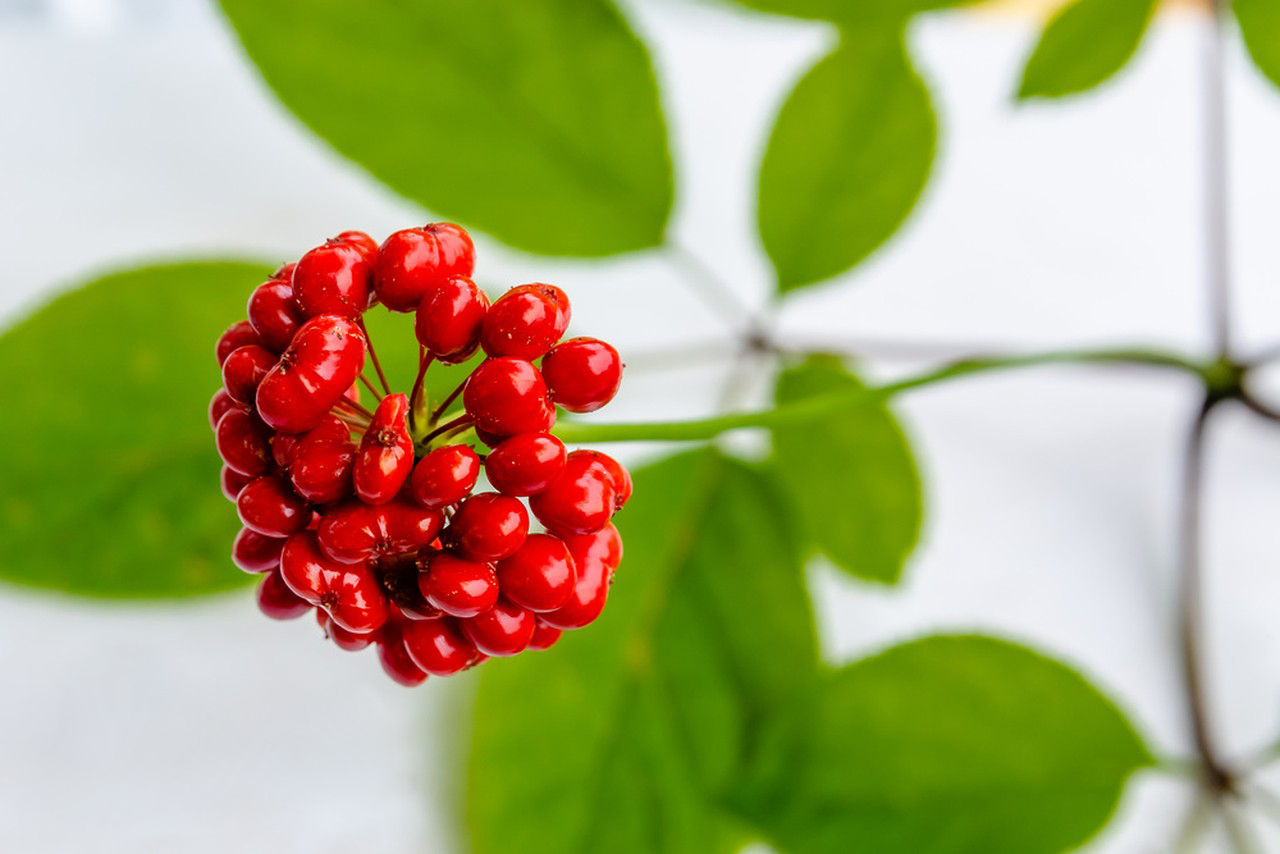 How to use Ginseng Powder for best results?-Xi'an Lyphar Biotech Co., Ltd