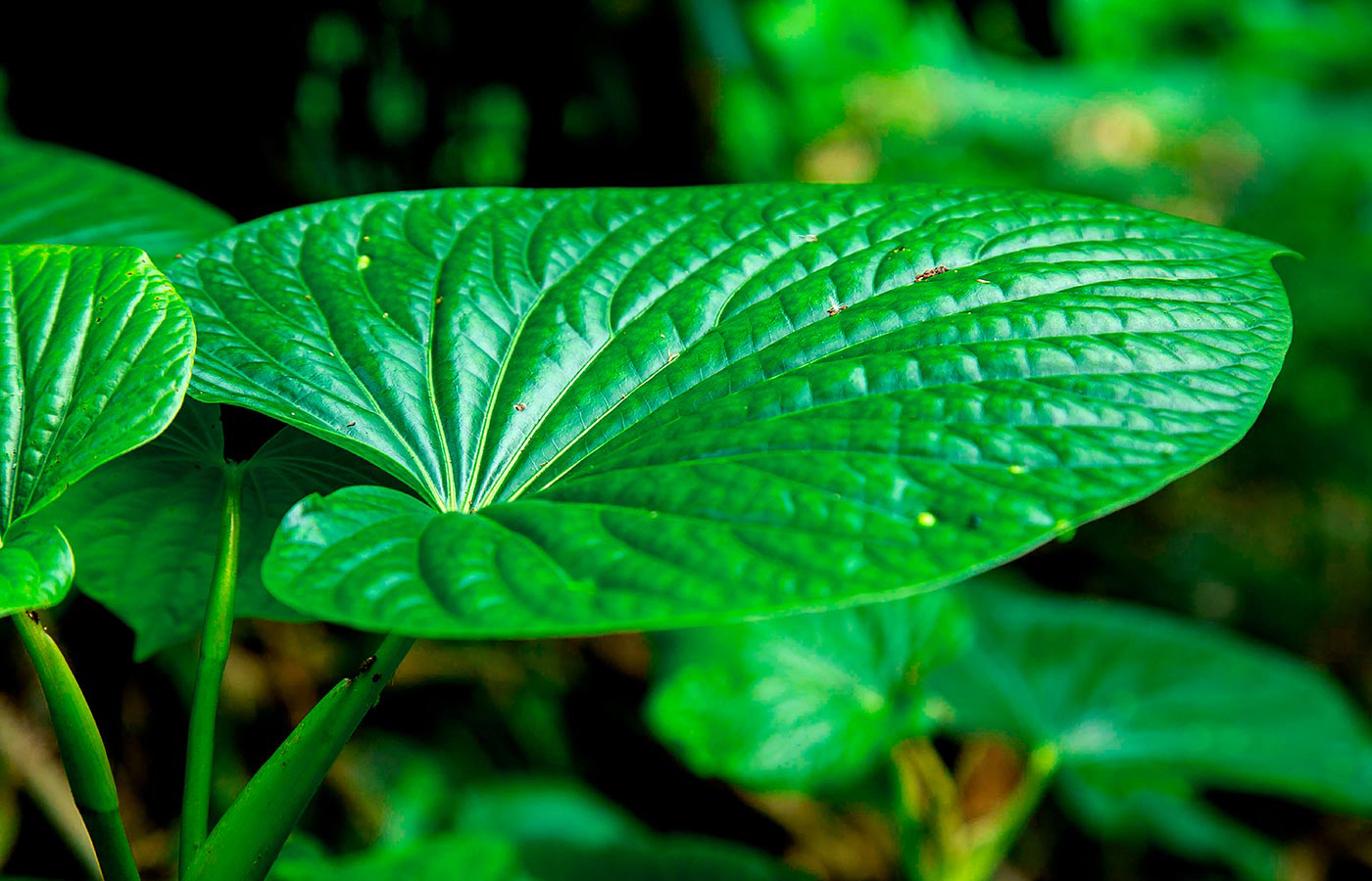 Kava Extract