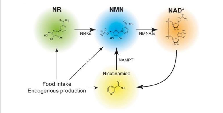 How to use Nicotinamide Riboside for best results? 1 2023103107320149