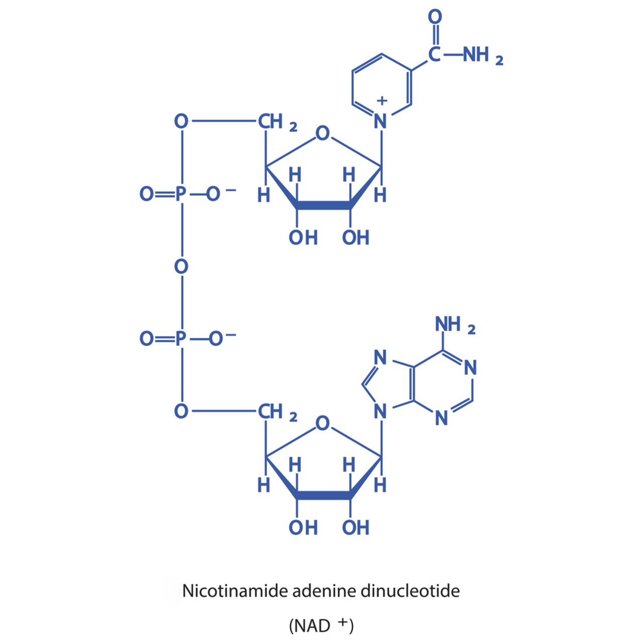 What is Nicotinamide Riboside?-Xi'an Lyphar Biotech Co., Ltd What is Nicotinamide Riboside?-Xi'an Lyphar Biotech Co., Ltd