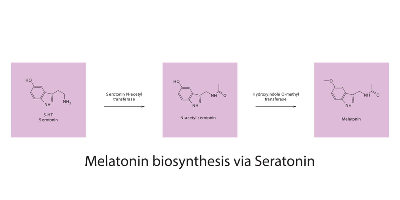 Chemical structure and physical properties of Melatonin-Xi'an Lyphar Biotech Co., Ltd