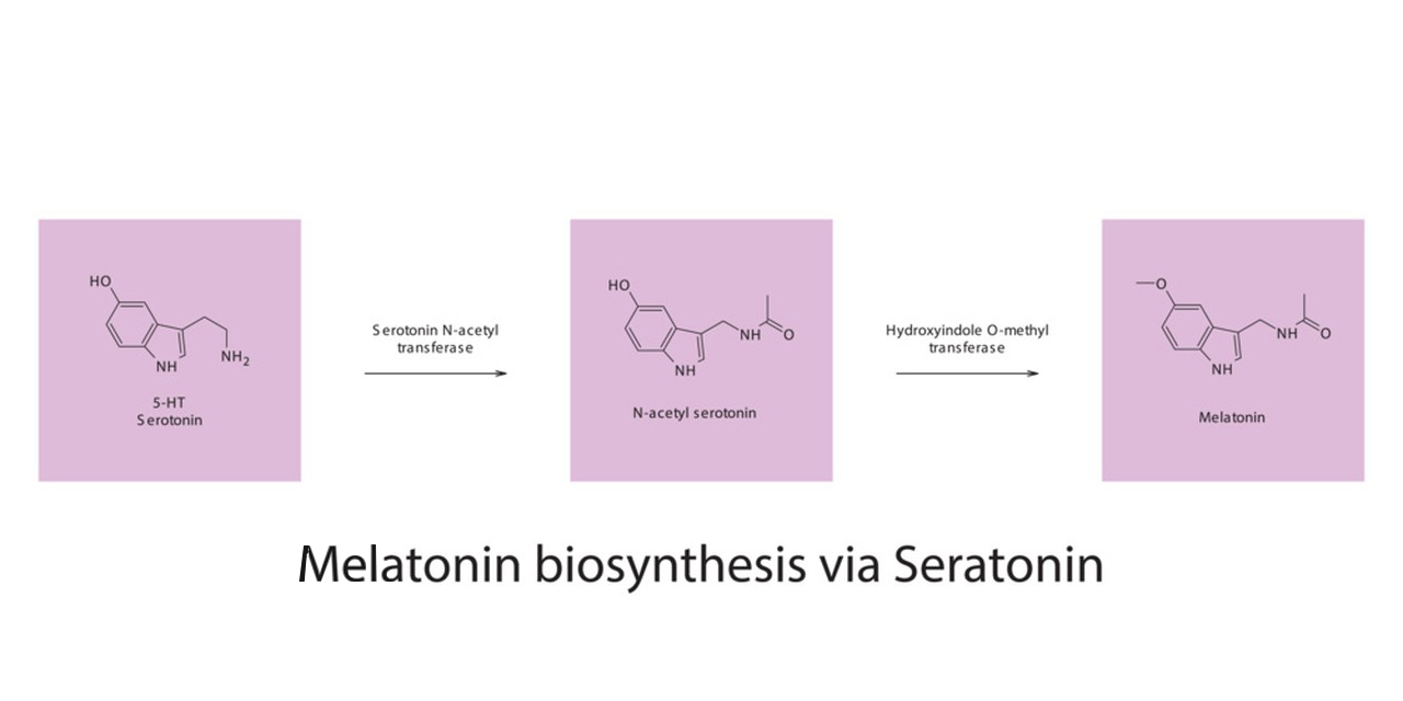 What is Melatonin?-Xi'an Lyphar Biotech Co., Ltd What is Melatonin?-Xi'an Lyphar Biotech Co., Ltd
