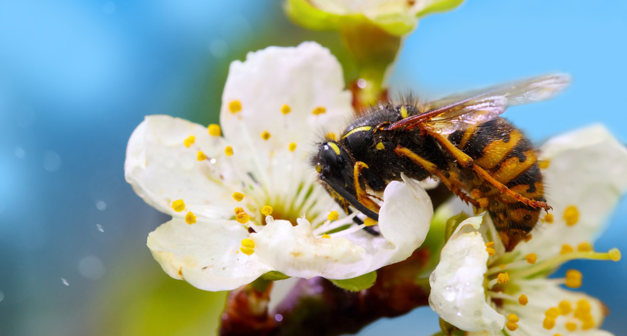 Difference between Propolis Powder and royal jelly-Xi'an Lyphar Biotech Co., Ltd Difference between Propolis Powder and royal jelly-Xi'an Lyphar Biotech Co., Ltd