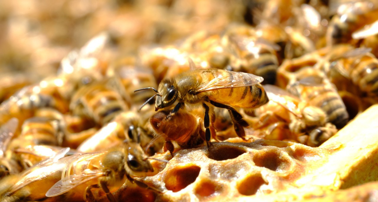 The pros and cons of Propolis Powder-Xi'an Lyphar Biotech Co., Ltd