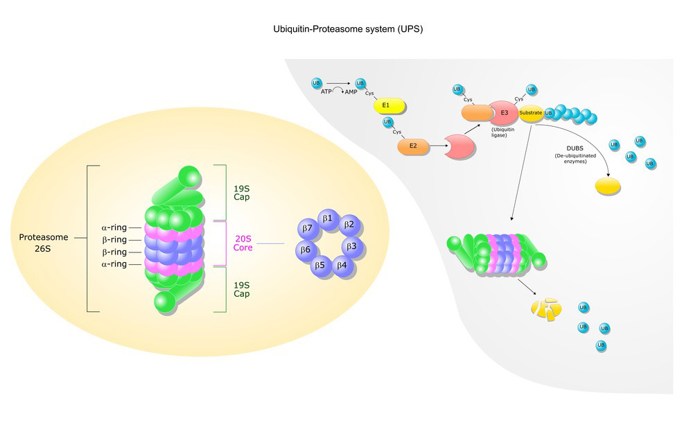 Protease