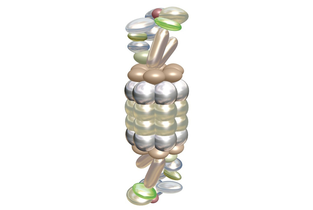 Protease