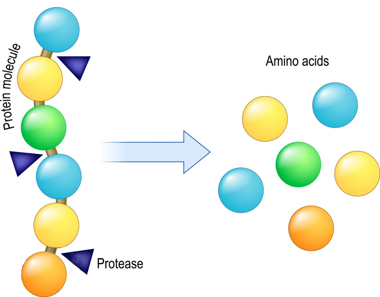 Protease