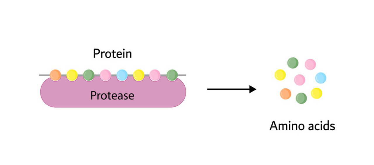 Protease