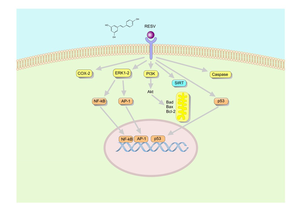 Resveratrol