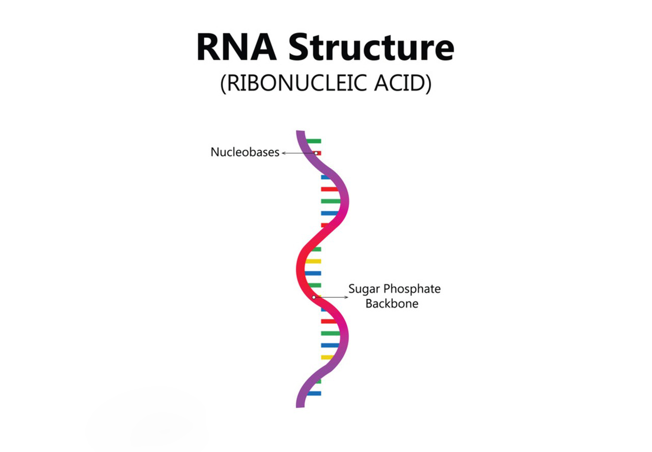 The basic component of Ribonucleic Acid-Xi'an Lyphar Biotech Co., Ltd