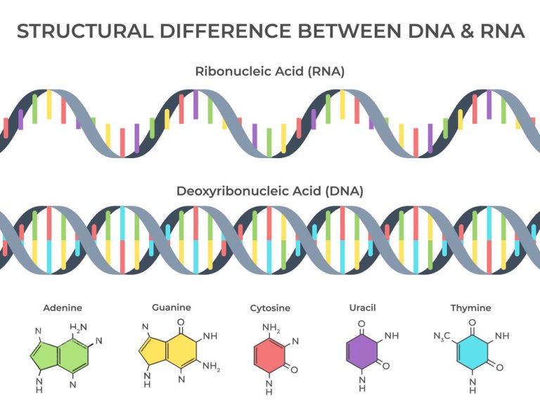 Comprehensive research of Ribonucleic Acid 1 2023121808471216