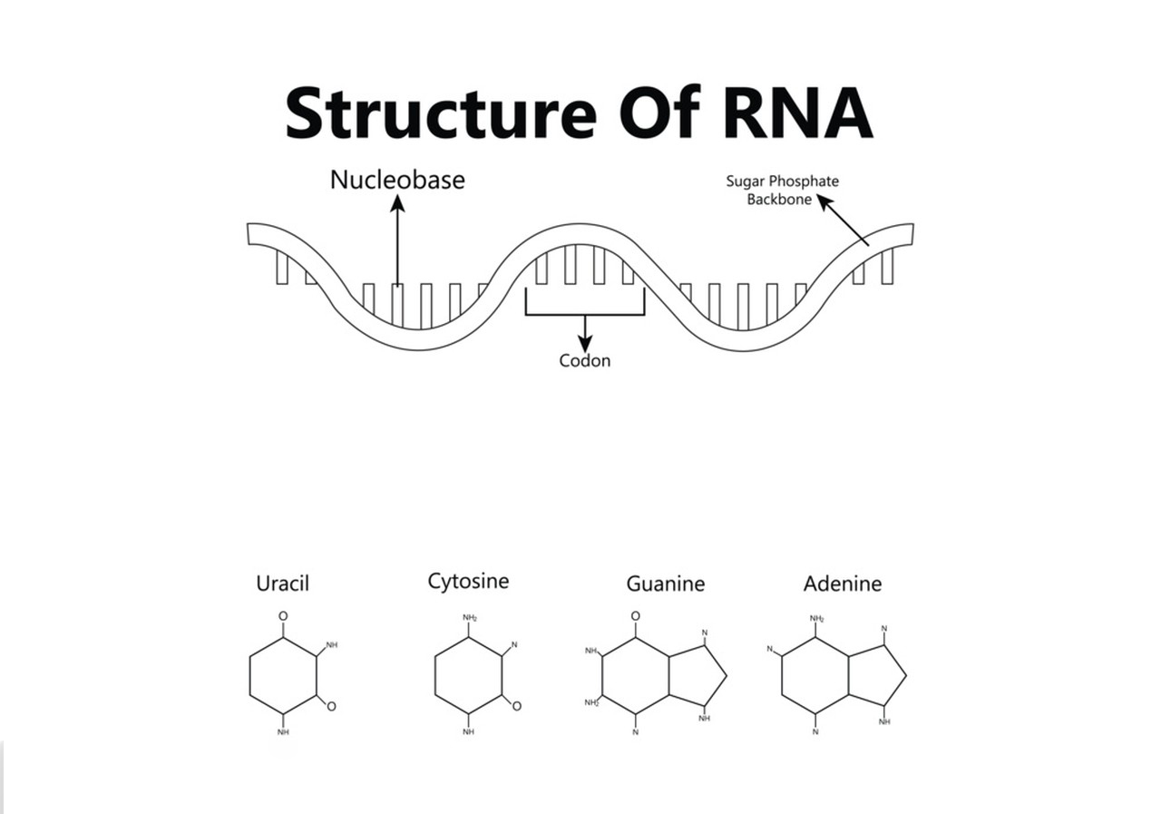 The origin and properties of Ribonucleic Acid-Xi'an Lyphar Biotech Co., Ltd