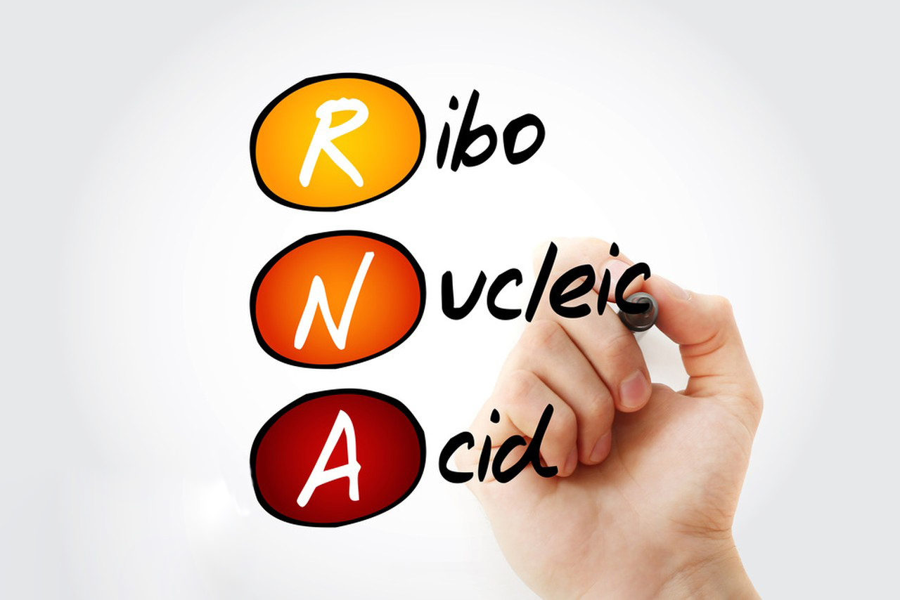 What is Ribonucleic Acid?-Xi'an Lyphar Biotech Co., Ltd