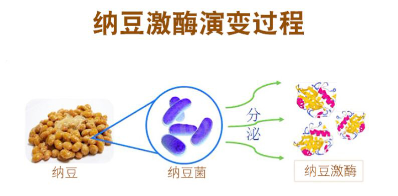 Ten benefits of Nattokinase-Xi'an Lyphar Biotech Co., Ltd