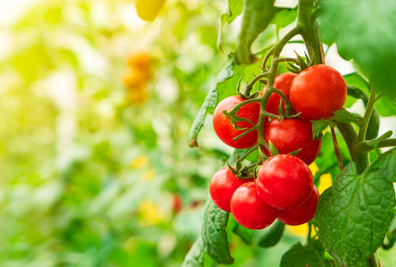 The pros and cons of Indolebutyric Acid-Xi'an Lyphar Biotech Co., Ltd The pros and cons of Indolebutyric Acid-Xi'an Lyphar Biotech Co., Ltd