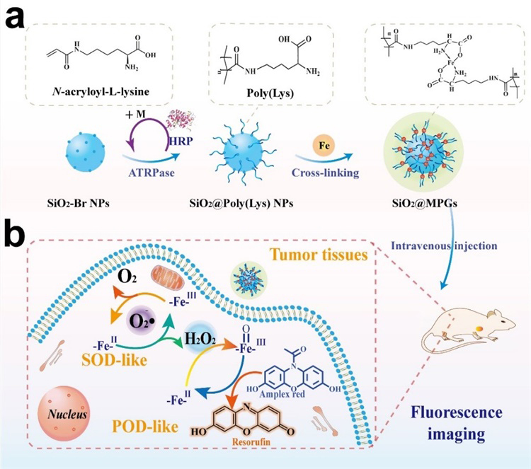 Superoxide Dismutase