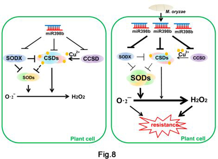 Superoxide Dismutase