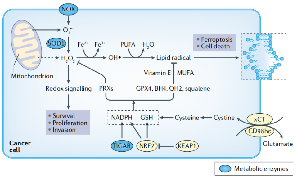 Superoxide Dismutase