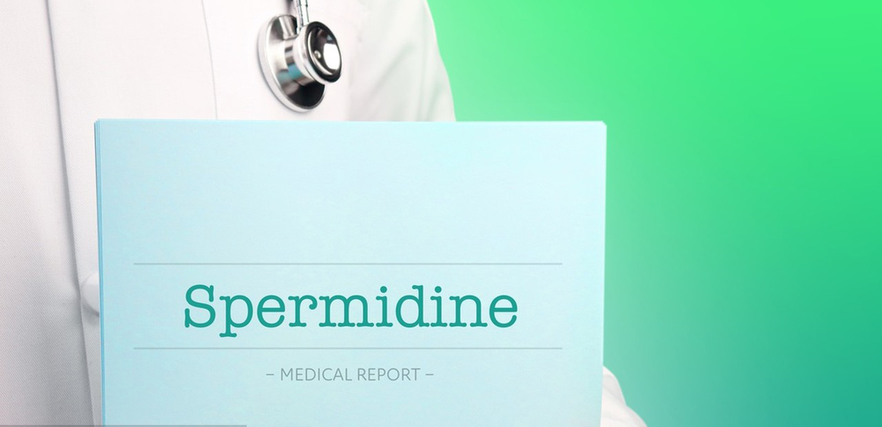 What is Spermidine?-Xi'an Lyphar Biotech Co., Ltd