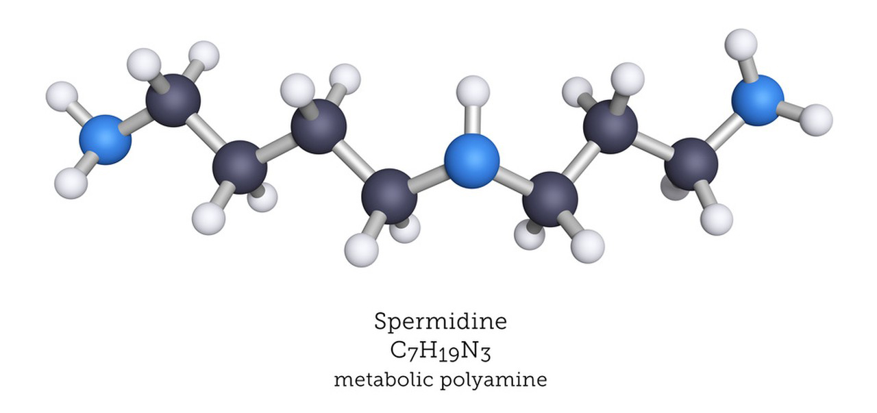 Chemical structure and physical properties of Spermidine-Xi'an Lyphar Biotech Co., Ltd