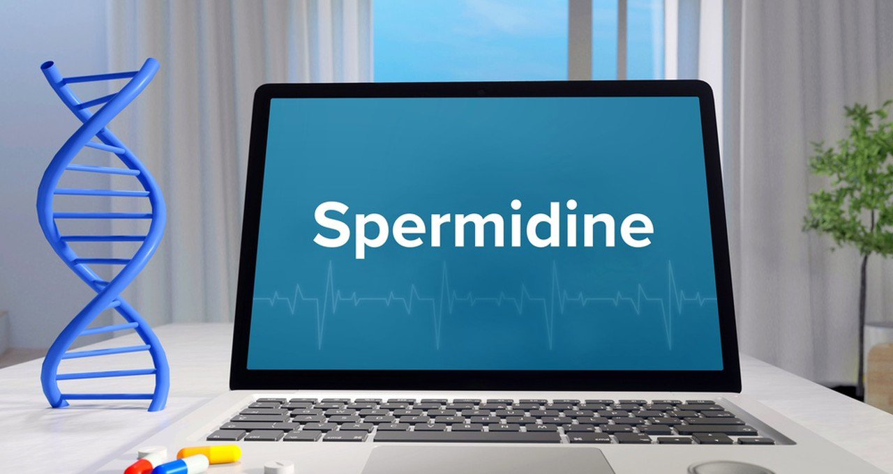 Spermidine